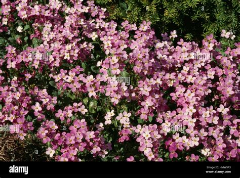 Alpine Rock Cress Arabis Alpina Hi Res Stock Photography And Images Alamy