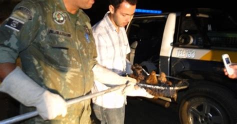 G Animais Silvestres S O Apreendidos Em Hotel Fazenda De Varre Sai