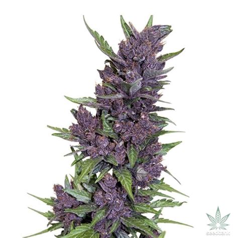 Purple Kush Autoflower Seeds | Seed Bank | Auto Purple Kush Seeds USA