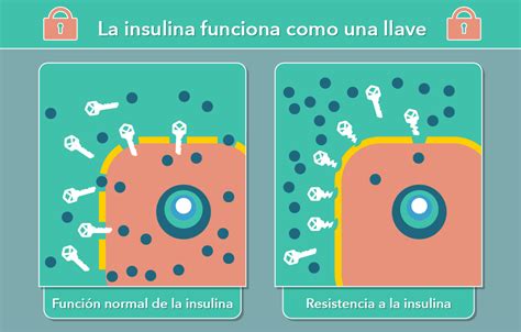 Resistencia A La Insulina Qué Es Y Cómo Tratarla