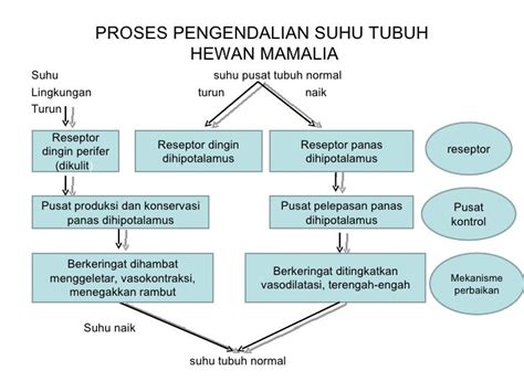 Termoregulasi