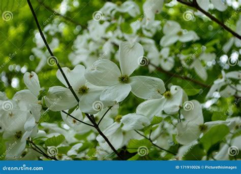 White Cornus Florida Rubra Tree Also Known As White Flowering Dogwood