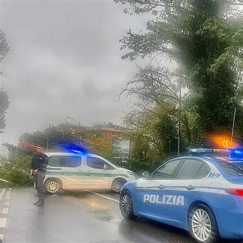 Lodi Un Albero Si Schianta In Mezzo A Viale Milano E Dalle Ritorna