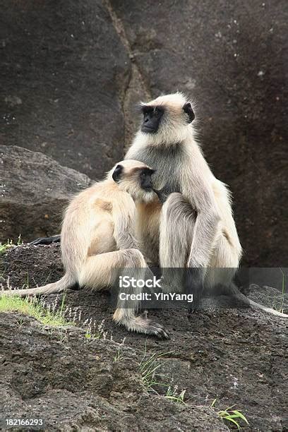 Monyet Putih Wajah Hitam Foto Stok Unduh Gambar Sekarang Alam Anak