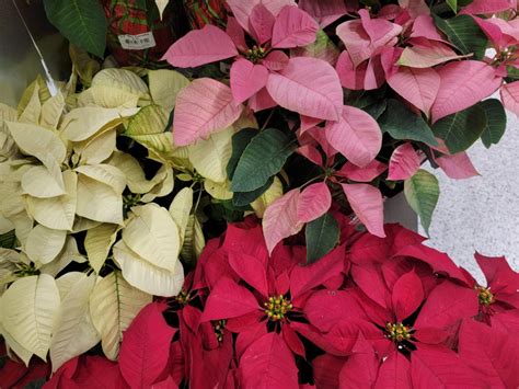 Poinsettias Gardening In The Panhandle