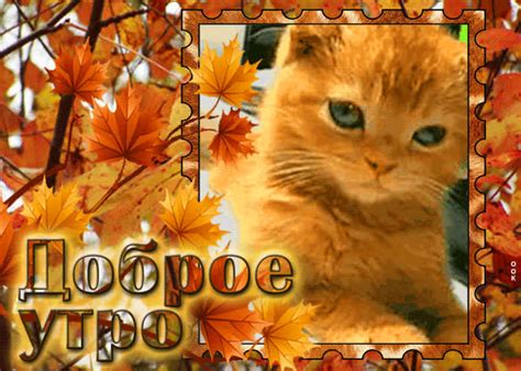 Превосходная открытка с котиком Доброе утро - Скачать бесплатно на ...