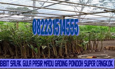 Jual Bibit Salak Gula Pasir Madu Gading Pondoh Super Cangkok Sleman