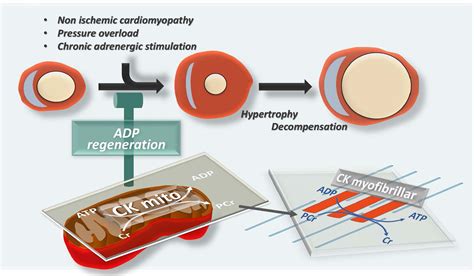 Mitochondrial Creatine Kinase Attenuates Pathologic Remodeling In Heart