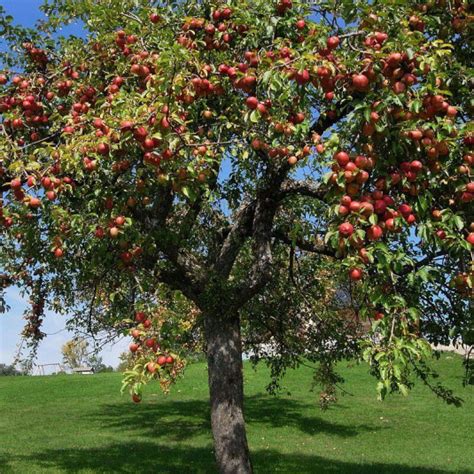 Pommier Idared Vente Malus Domestica Rouge