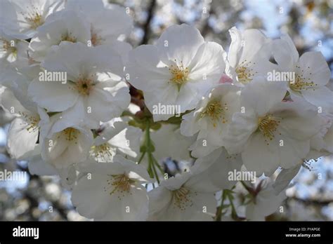 Prunus Shirotae Hi Res Stock Photography And Images Alamy