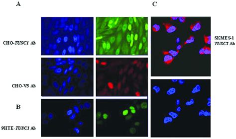 Immunofluorescent Staining By Confocal Microscopy Localization Of