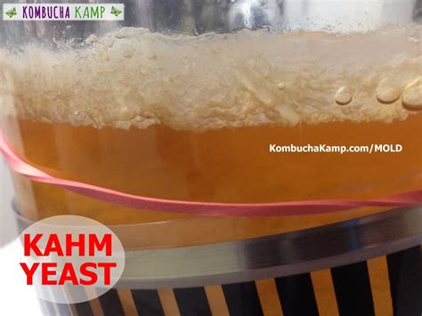 Kahm Yeast on Kombucha Brew - Likely Contamination - Kombucha Kamp