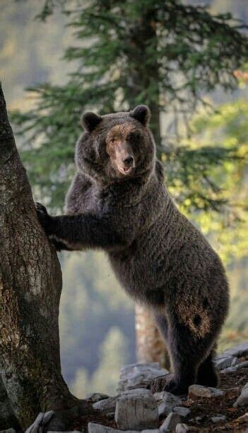 Leaning On A Tree A Beautiful Grizzly Bear Animals Images Animals And