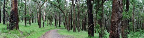 Ferntree Gully Circuit Dandenong Ranges National Park Victoria