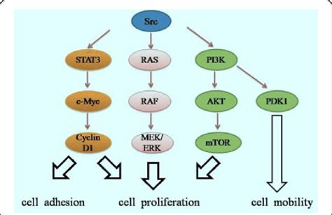 Cell Signaling Pathways Induced By Src Kinases Src Kinases Regulate A