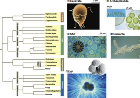 Biology Unit Protists Flashcards Quizlet