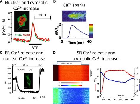 Ca 2 Dynamics In Different Cellular Compartments A Cytosolic And