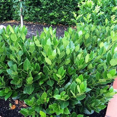 Laurus Nobilis Baby Bay Pbr Warners Nurseries