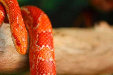 Sonhar cobra vermelha o que será que quer dizer