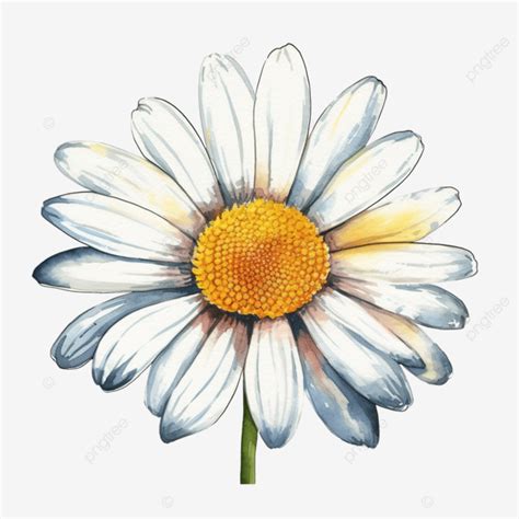 Watercolor Daisy Flower Watercolor Hand Draw Png Transparent Image