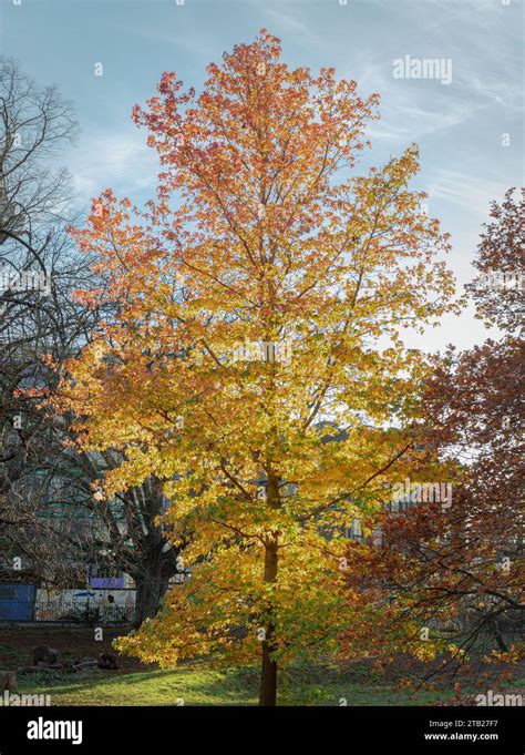 Liquidambar Variegata Hi Res Stock Photography And Images Alamy