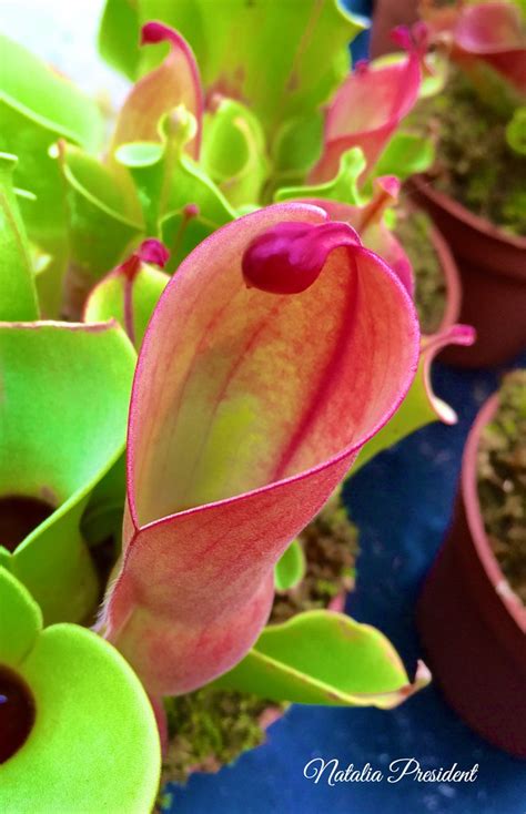 Heliamphora Heterodoxa X Minor Premier President Flickr