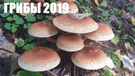 ПОСЛЕДНИЕ ГРИБЫ 2019 ГОДА/ КОЗЫ В ЛЕСУ - YouTube