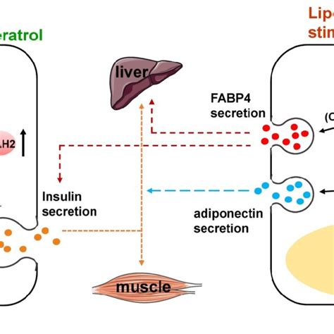 Sirt1 Regulates Neuroendocrine Secretion A Sirt1 Upregulates S100β Download Scientific