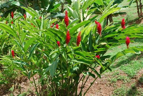 Alpinia Purpurata Heliconia Jengibre Rojo Platanillo Plantas