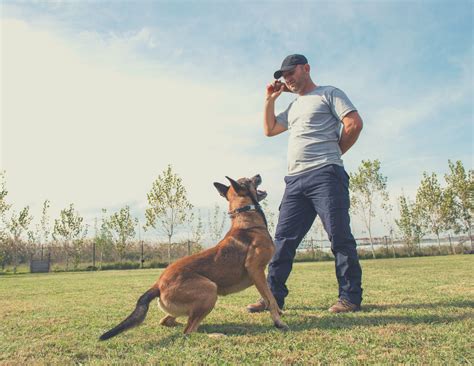 10 Actionable Dog Training Focus Exercises You Can Do Today!