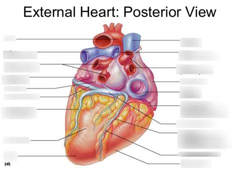 Posterior Heart Diagram Quizlet