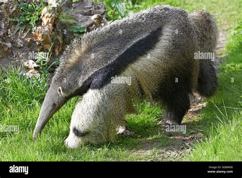 Giant Anteater walking in its natural habitat Stock Photo - Alamy