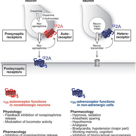 Pre Versus Postsynaptic A 2a Adrenoceptor Functions Presynaptic A 2a