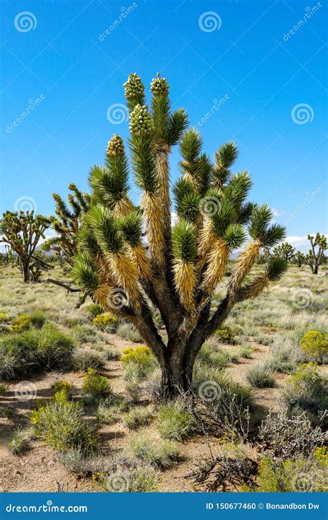 Parque Nacional Del Rbol De Joshua California Los E Foto De Archivo