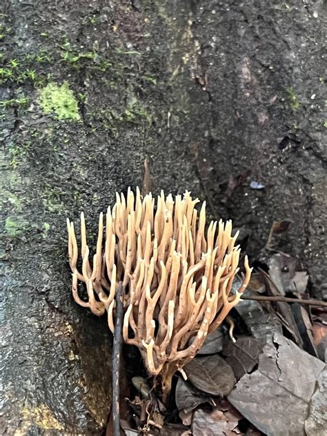 Upright Coral Fungus From Manuel Antonio National Park Aguirre