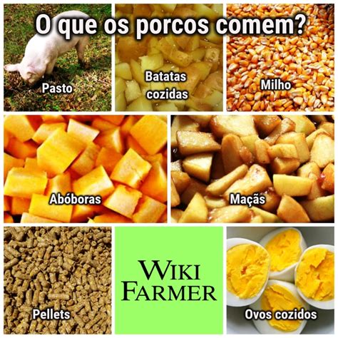 Comida De Porco Wikifarmer