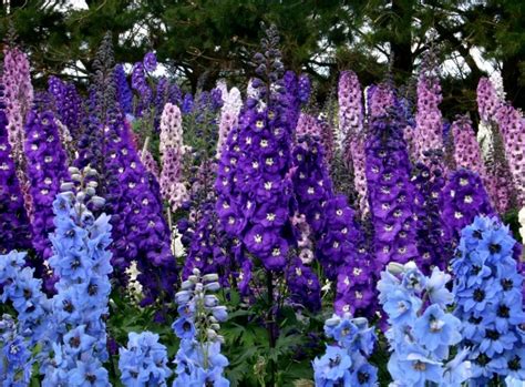 Wallpaper Delphinium Warna Warni Bunga Bunga Indah 1600x1180 Wallhaven 689473 Hd