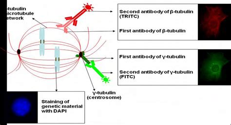 1 clarifies the immunofluorescence staining targets of our experiment ...