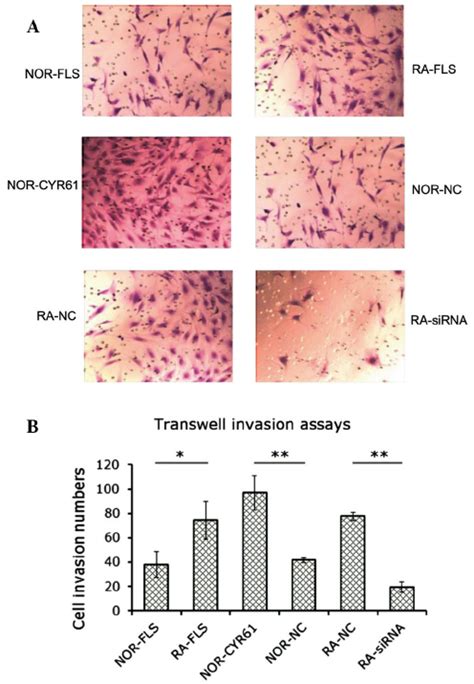 Role Of Cyr61 In Fls Cell Apoptosis A Fluorometric Image Of