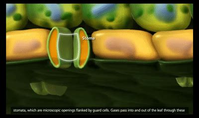 Plant Transport Xylem And Phloem Transpiration D Animation On Make A