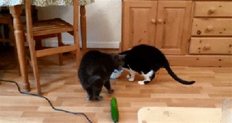 Why Are Cats So Hilariously Afraid Of Cucumbers?