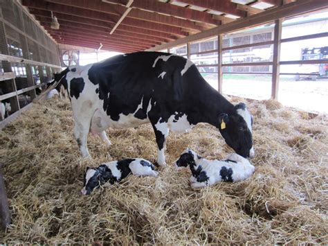 Nutrição pré parto potencializa produção e protege a saúde de vacas