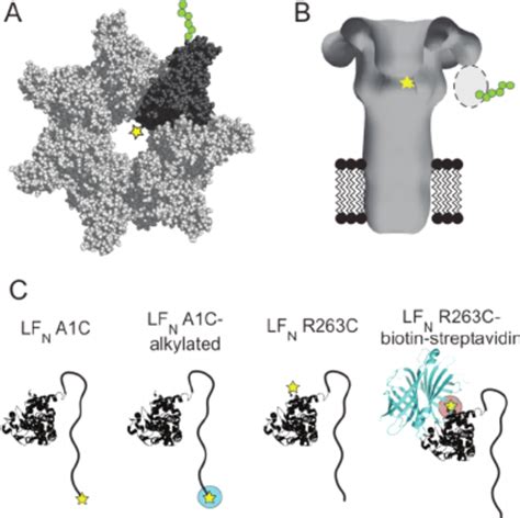 Schematic Of Proteins Used In This Study A Space Fi Lling Model Of