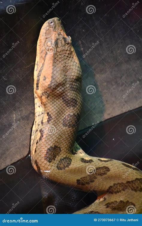 A Snake in its Habitat stock image. Image of amphibian - 273073667