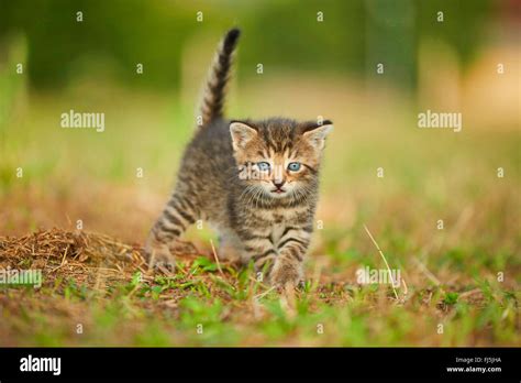 Domestic Cat House Cat Felis Silvestris F Catus Five Weeks Old