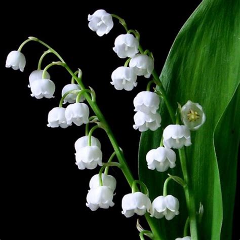 Lacramioara - GardenExpert.ro