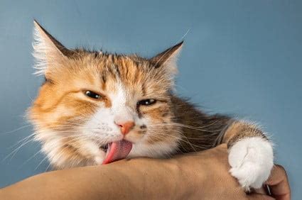 Why Do Cats Have Such Rough Tongues 5 Essential Reasons