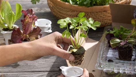 Lettuce Grow Blog