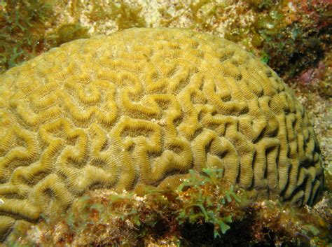 Symmetrical Brain Coral Pseudodiploria Strigosa Grand Cayman