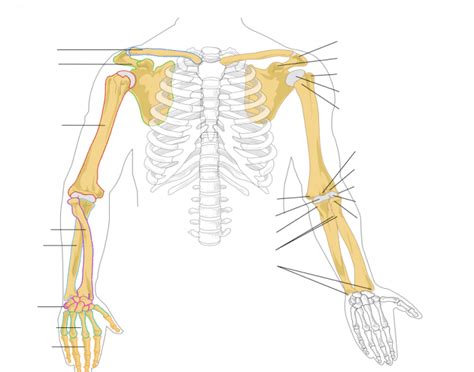 Shoulder Arm Bony Landmarks Diagram Quizlet